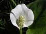 Кала палустрис Блатна кала Белокрил блатник (calla palustris)