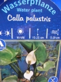 Кала палустрис Блатна кала Белокрил блатник (calla palustris)