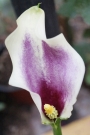 Кала Пикасо (Zantedeschia Calla Picasso)