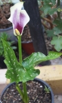 Кала Пикасо (Zantedeschia Calla Picasso)