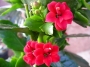 Каланхое (Kalanchoe)