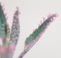 Каланхое (Kalanchoe cv. Phoenix variegated (daigremontiana x delagoensis) kalanchoe pink butterfly)