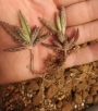 Каланхое (Kalanchoe Daigremontiana)