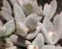 Каланхое (Kalanchoe Eriophylla)