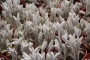 Каланхое (Kalanchoe Eriophylla)
