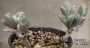 Каланхое (Kalanchoe Eriophylla)