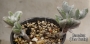 Каланхое (Kalanchoe Eriophylla)
