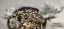 Каланхое (Kalanchoe Eriophylla)