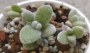Каланхое (Kalanchoe Eriophylla)