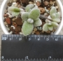 Каланхое (Kalanchoe Eriophylla)