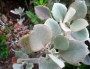 Каланхое (Kalanchoe hildebrandtii Silver Spoons)