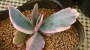 Каланхое (Kalanchoe laxiflora variegated)
