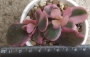 Каланхое (Kalanchoe laxiflora variegated)