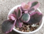 Каланхое (Kalanchoe laxiflora variegated)