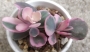 Каланхое (Kalanchoe laxiflora variegated)