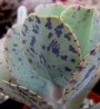 Каланхое (Kalanchoe marmorata)