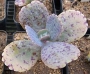 Каланхое (Kalanchoe marmorata)