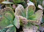 Каланхое (Kalanchoe marmorata)
