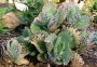 Каланхое (Kalanchoe marmorata)