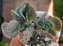 Каланхое (Kalanchoe marmorata)