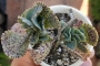 Каланхое (Kalanchoe marmorata)