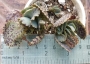 Каланхое (Kalanchoe marmorata)