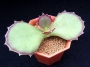 Каланхое (Kalanchoe synsepala)