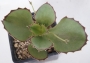 Каланхое (Kalanchoe synsepala)