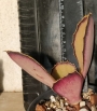 Каланхое (Kalanchoe synsepala)