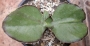 Каланхое (Kalanchoe synsepala)