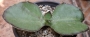Каланхое (Kalanchoe synsepala)