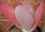 Каланхое (Kalanchoe thyrsiflora)
