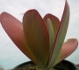 Каланхое (Kalanchoe thyrsiflora)
