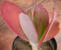 Каланхое (Kalanchoe thyrsiflora)