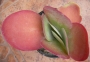 Каланхое (Kalanchoe thyrsiflora)