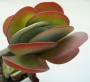 Каланхое (Kalanchoe thyrsiflora)