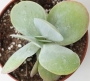 Каланхое (Kalanchoe thyrsiflora)