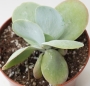 Каланхое (Kalanchoe thyrsiflora)