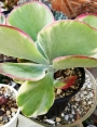 Каланхое (Kalanchoe thyrsiflora)