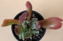Каланхое (Kalanchoe thyrsiflora mostruosa, Kalanchoe thysifolia Hobbit, Kalanchoe oricula)