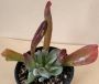Каланхое (Kalanchoe thyrsiflora mostruosa, Kalanchoe thysifolia Hobbit, Kalanchoe oricula)