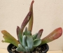 Каланхое (Kalanchoe thyrsiflora mostruosa, Kalanchoe thysifolia Hobbit, Kalanchoe oricula)