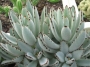 Каланхое (Kalanchoe tomentosa)
