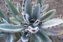 Каланхое (Kalanchoe tomentosa)