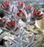 Каланхое (Kalanchoe tomentosa)