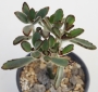 Каланхое (Kalanchoe tomentosa)