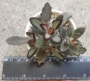 Каланхое (Kalanchoe tomentosa)