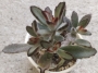 Каланхое (Kalanchoe tomentosa)