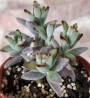 Каланхое (Kalanchoe tomentosa)