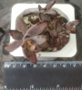Каланхое (Kalanchoe tomentosa)